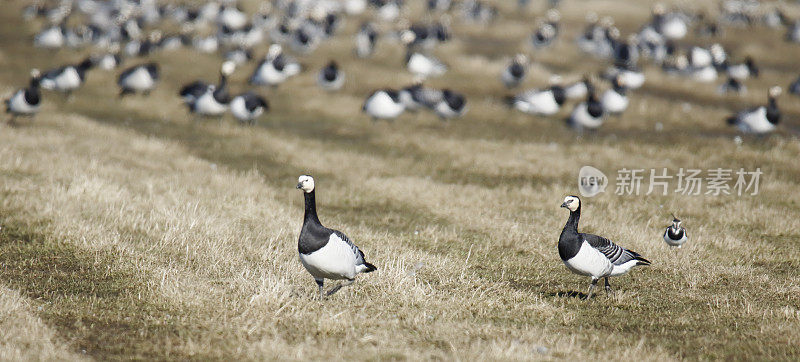 藤壶鹅（Branta leucopsis）